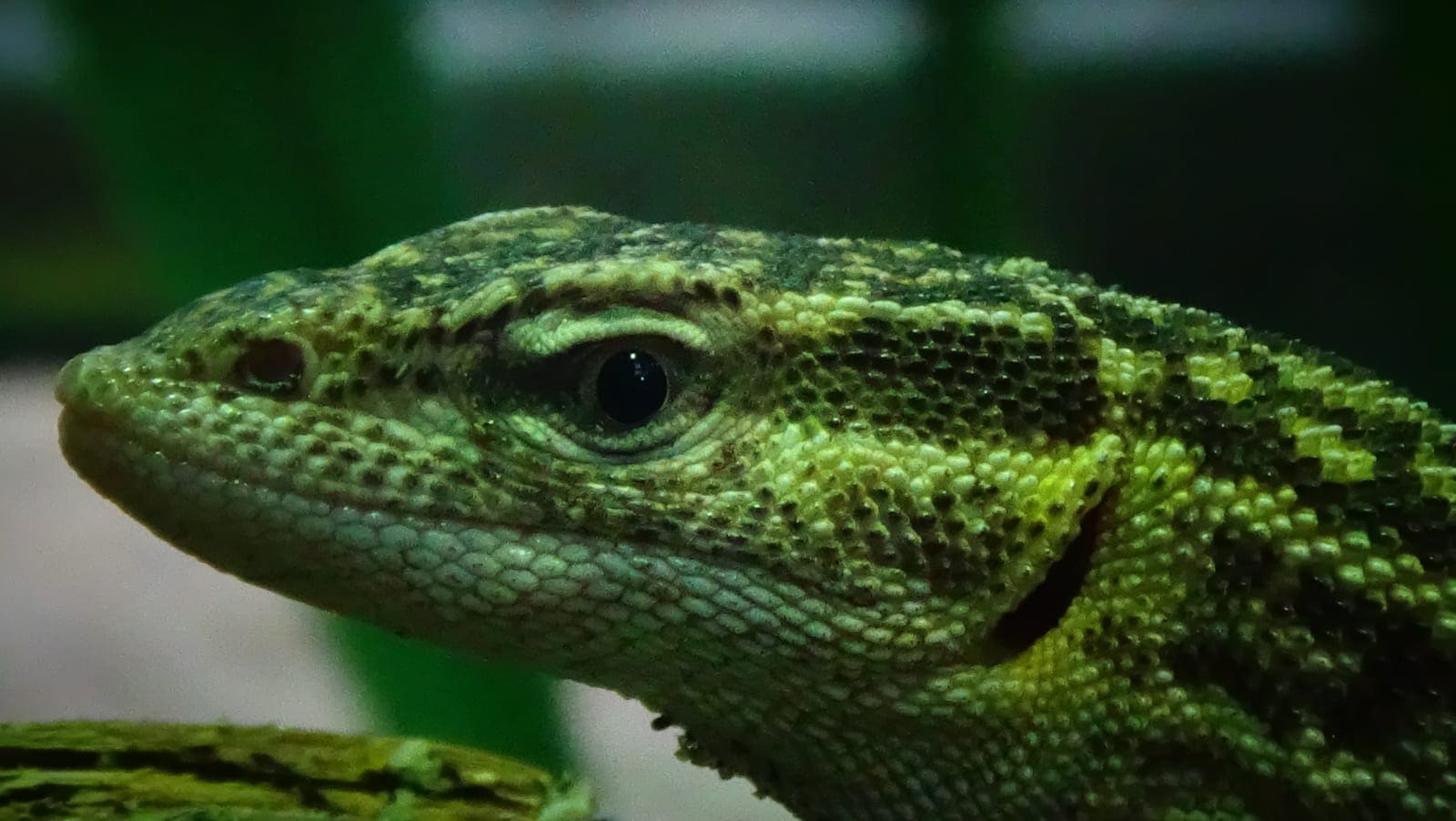 Ackie monitor lizard in natural pose