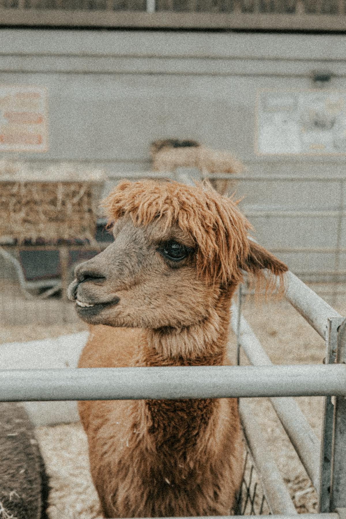An alpaca in an outdoor pasture setting looking toward the camera