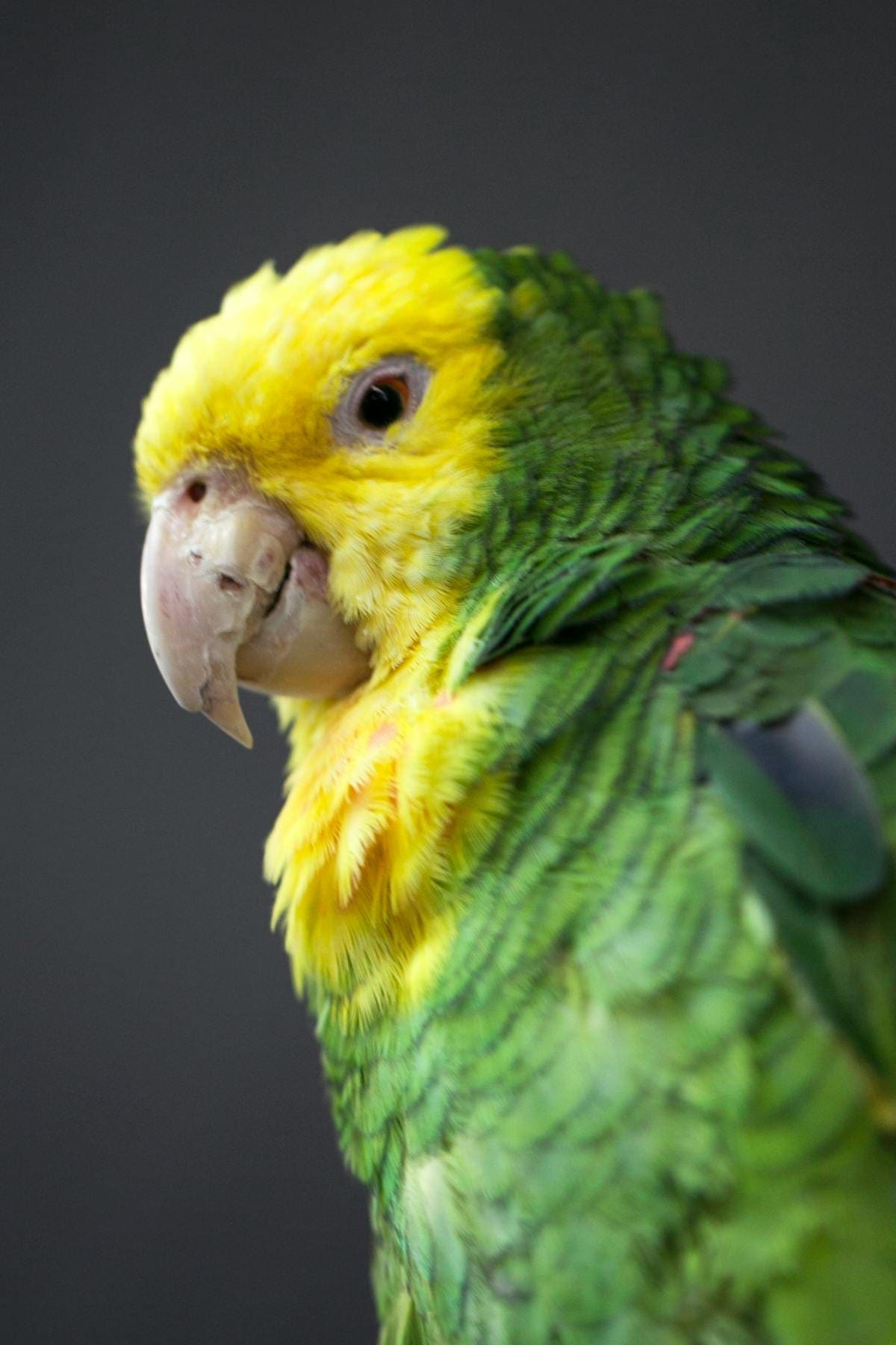 Yellow-headed Amazon parrot close-up showing vivid green feathers and yellow head markings