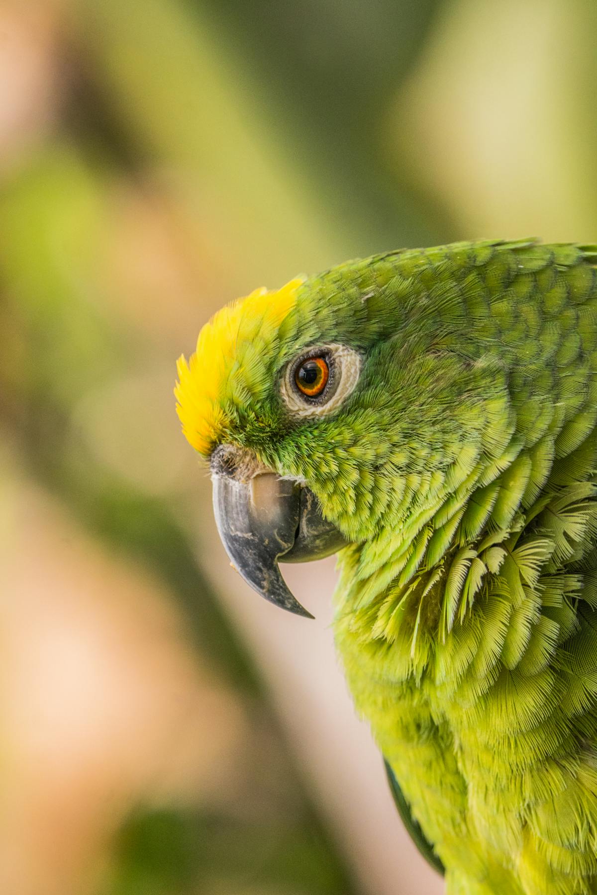 Yellow-naped Amazon parrot in natural habitat showing vivid green plumage and yellow neck marking