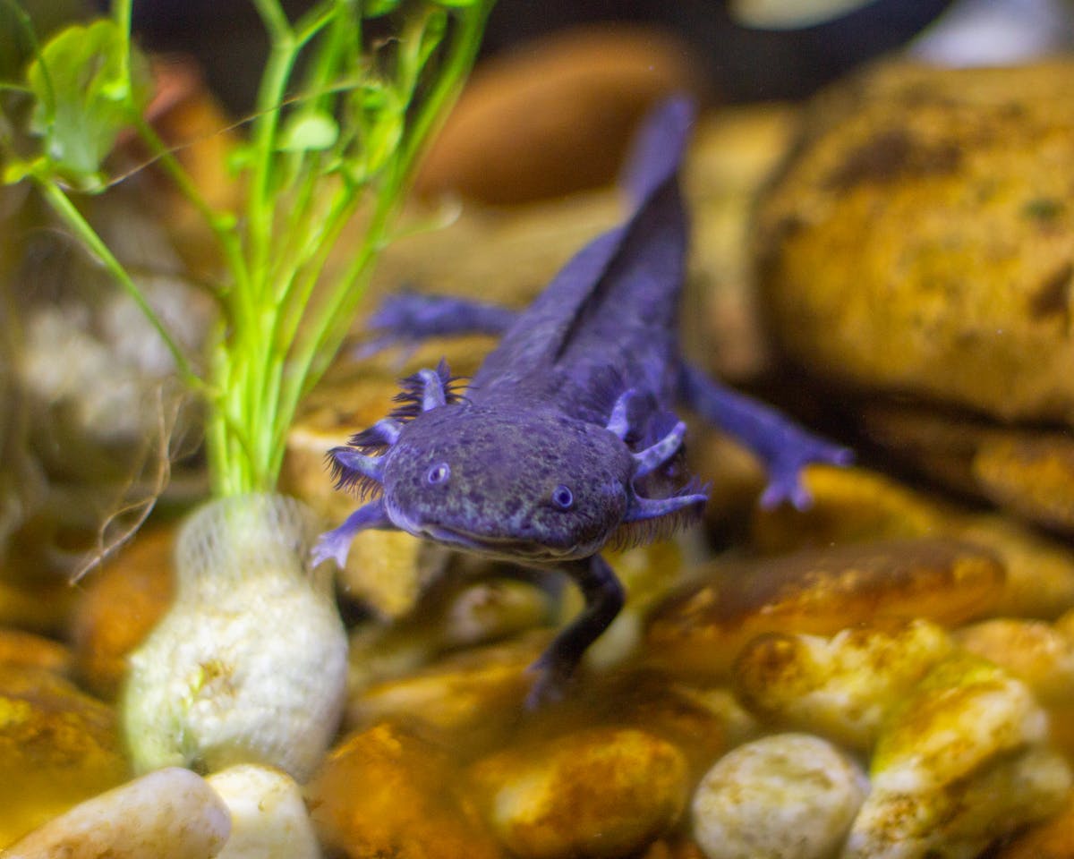 Purple axolotl swimming in planted aquarium showing gill plumes and limbs