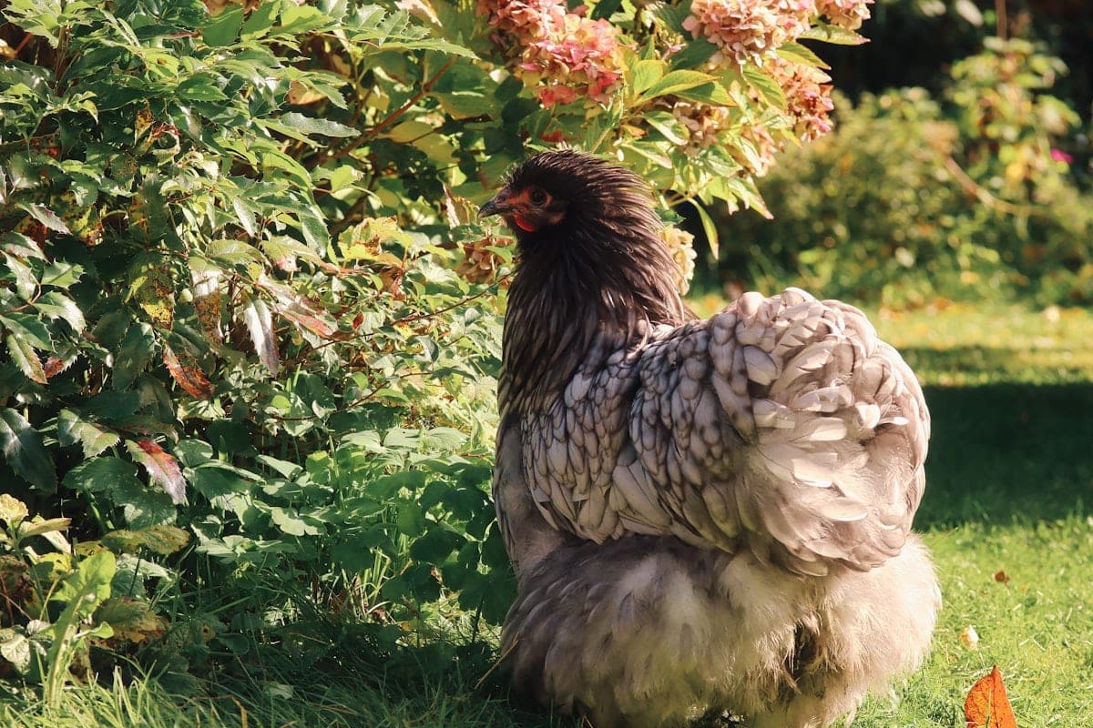 A backyard hen in a garden setting wearing a small birthday bandana