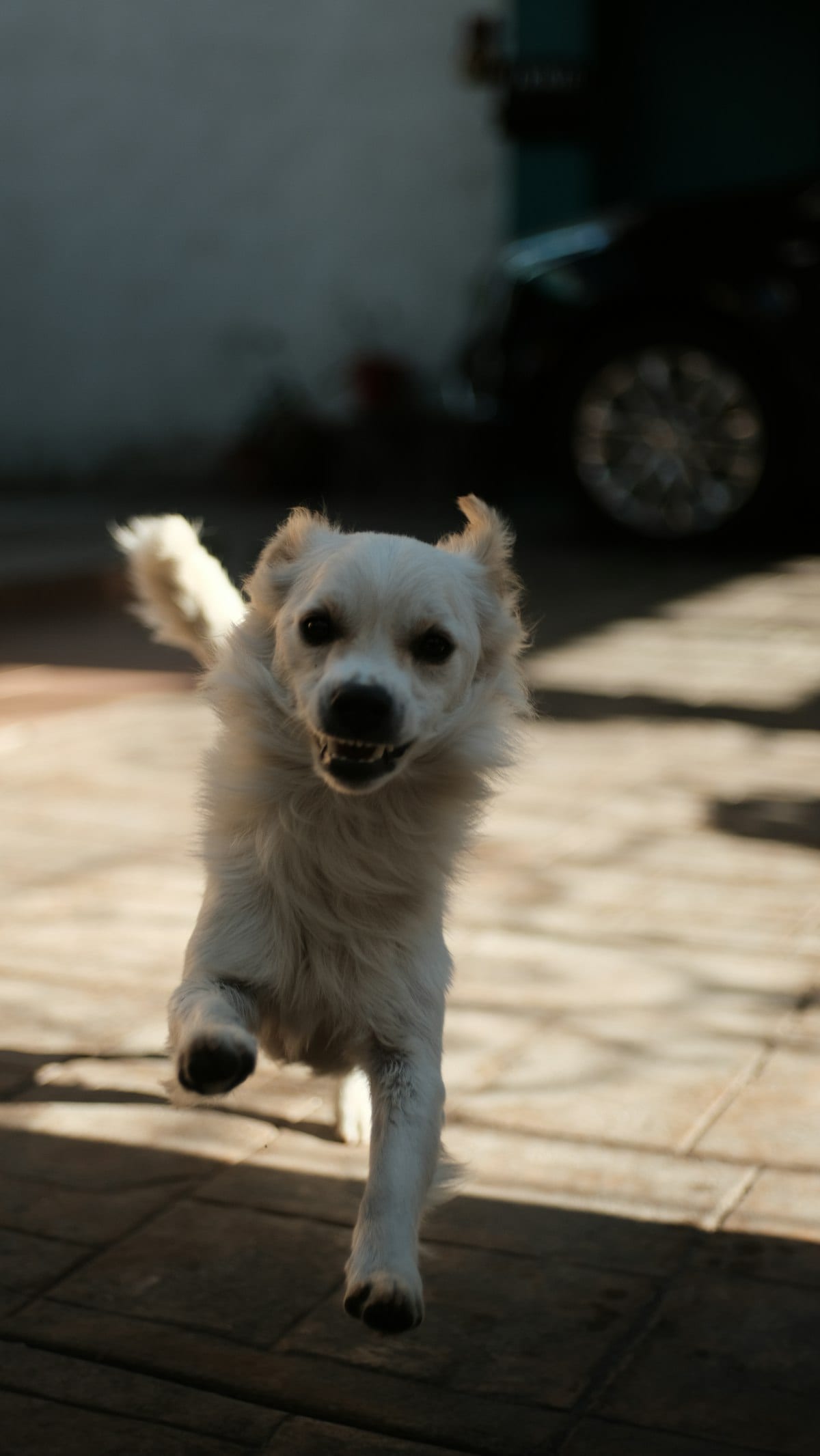 Dog at a birthday party celebration