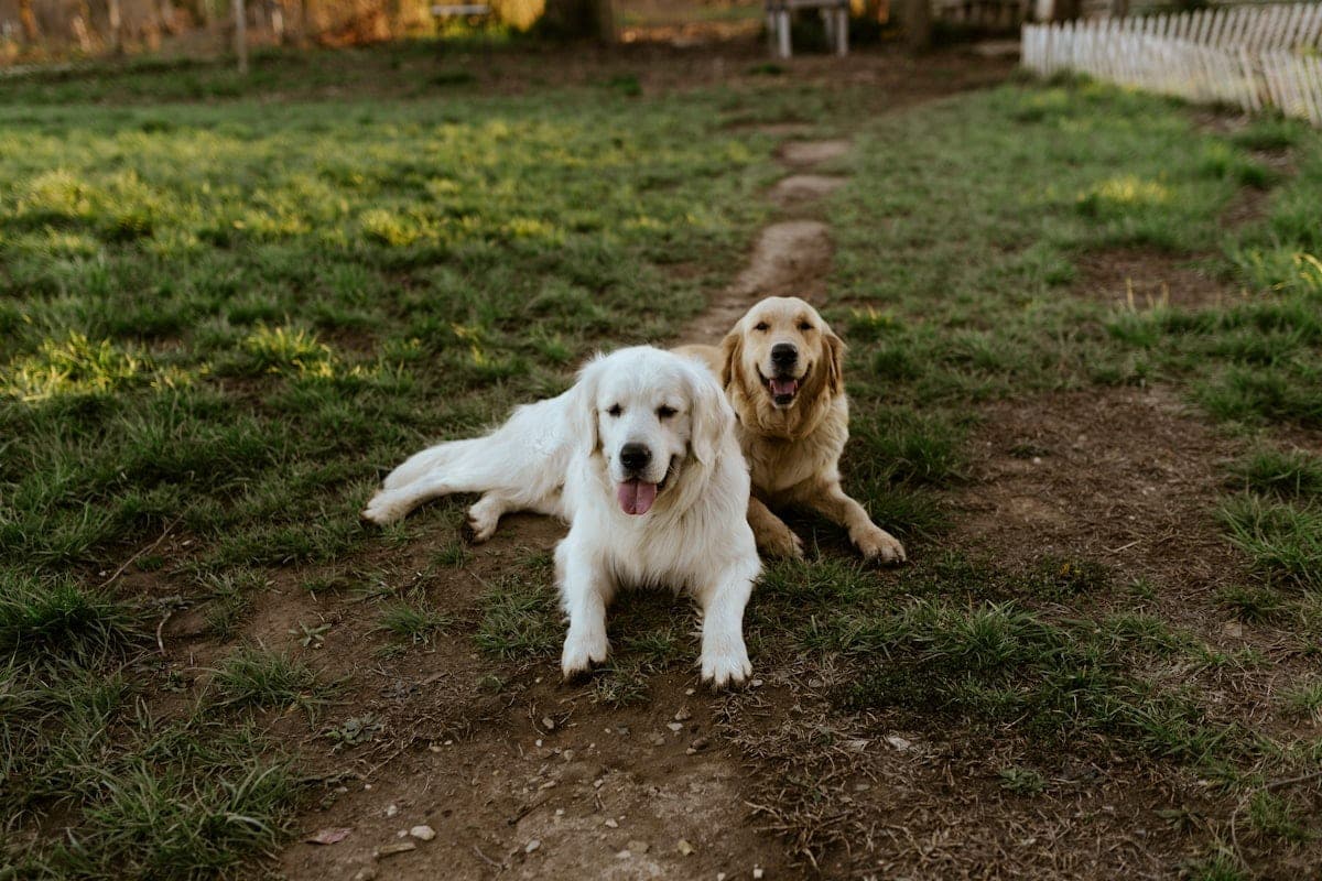 Two dogs resting together on a grassy field