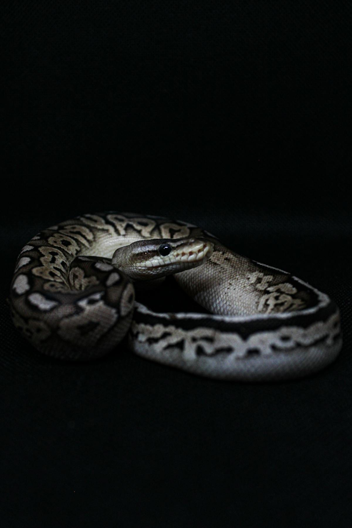 A ball python coiled on a branch, its brown and tan banded scales and rounded head visible
