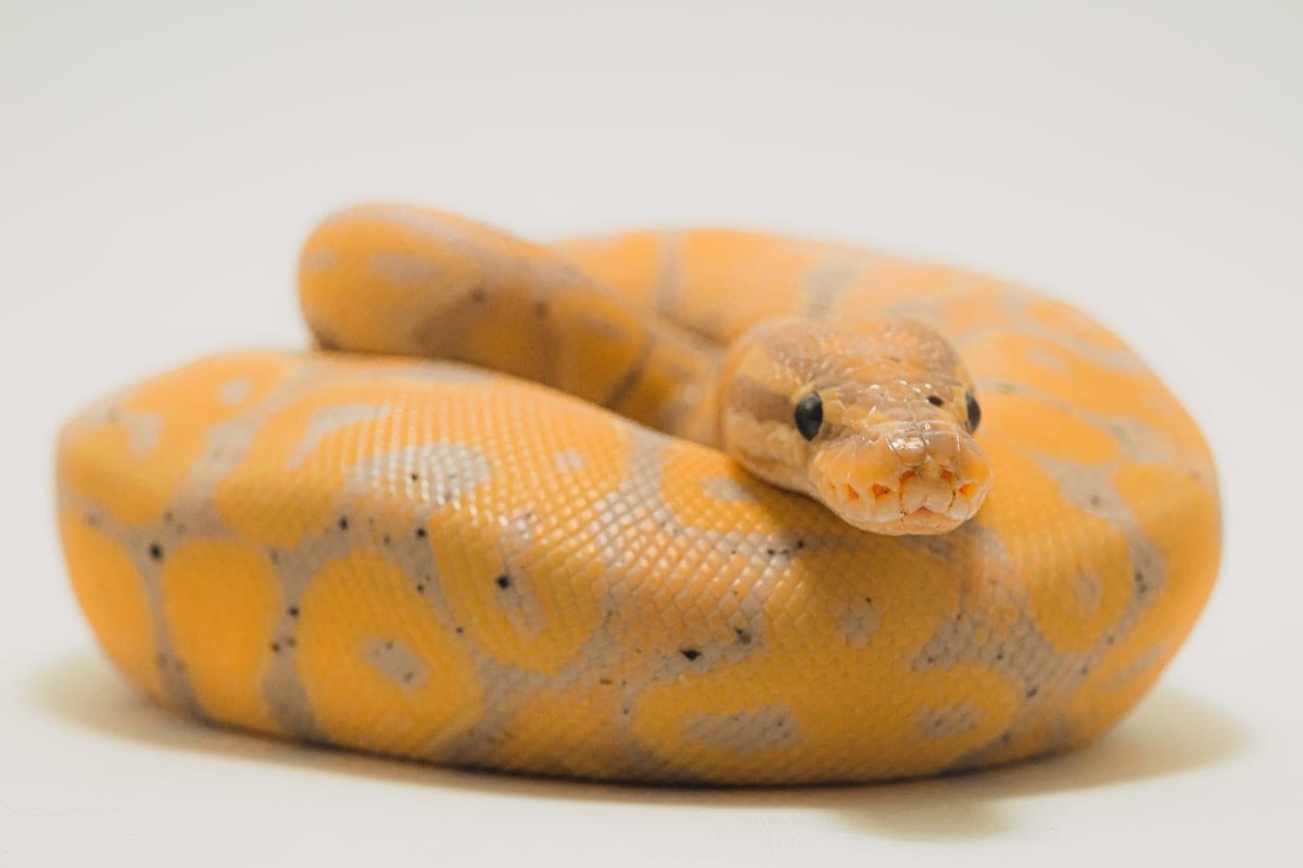Yellow and white ball python coral glow morph coiled on white surface showing orange and black scale pattern