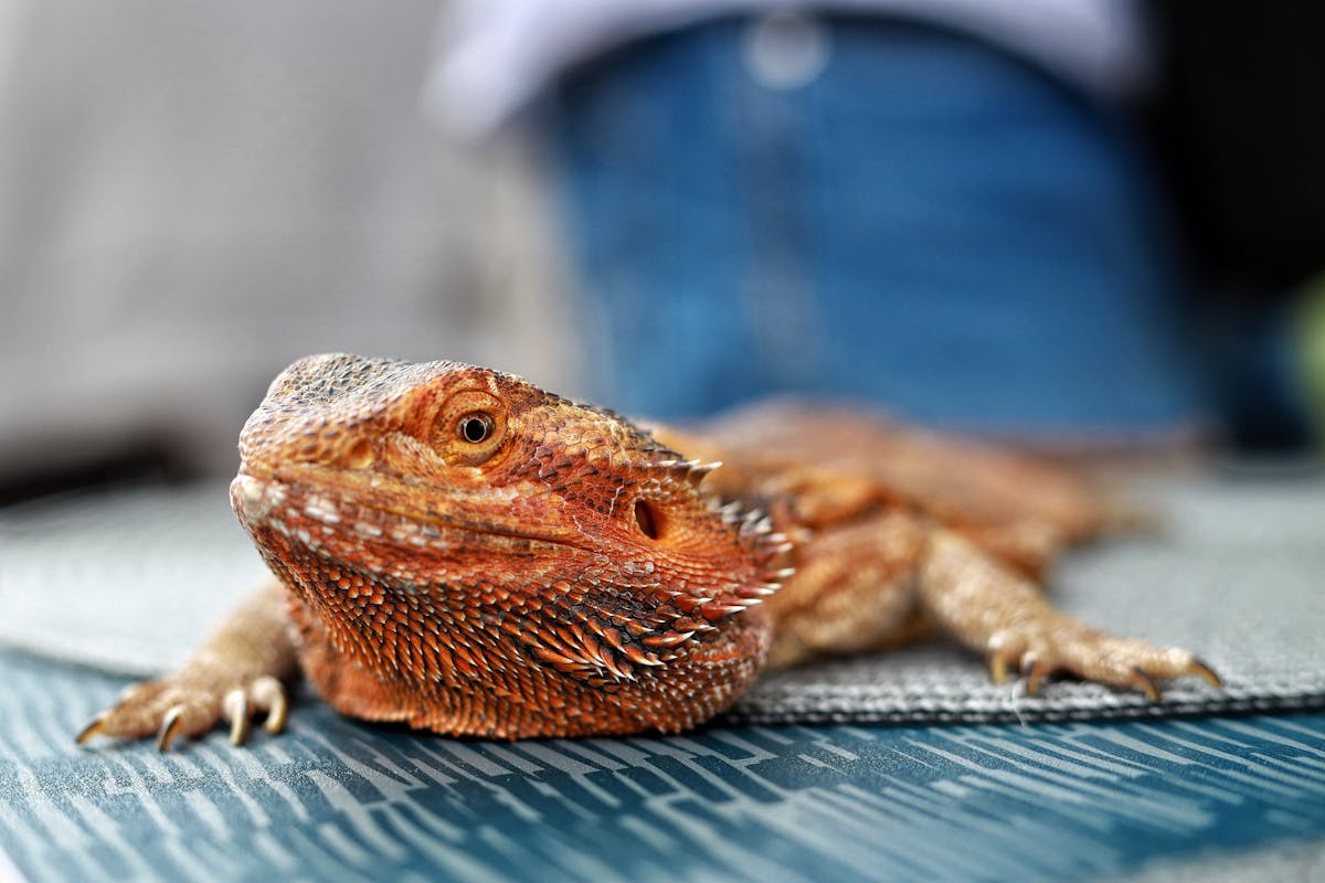 Central bearded dragon resting on a fabric surface showing textured scales and alert expression