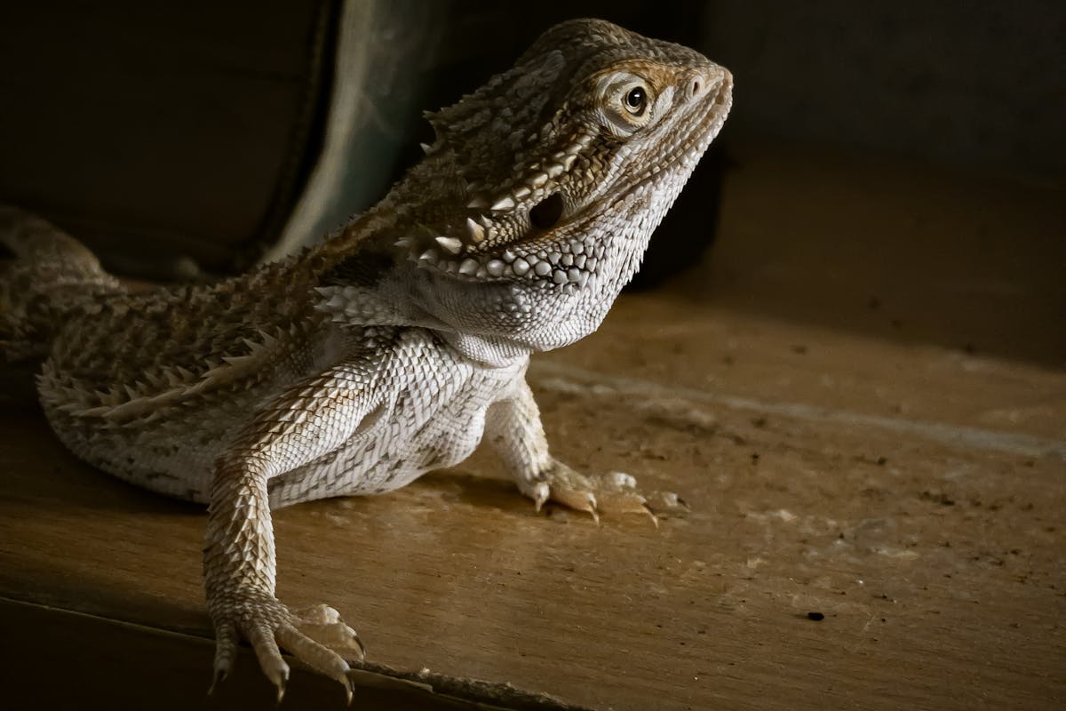 A bearded dragon looking directly at the camera from its basking spot, spiny beard and warm tones visible