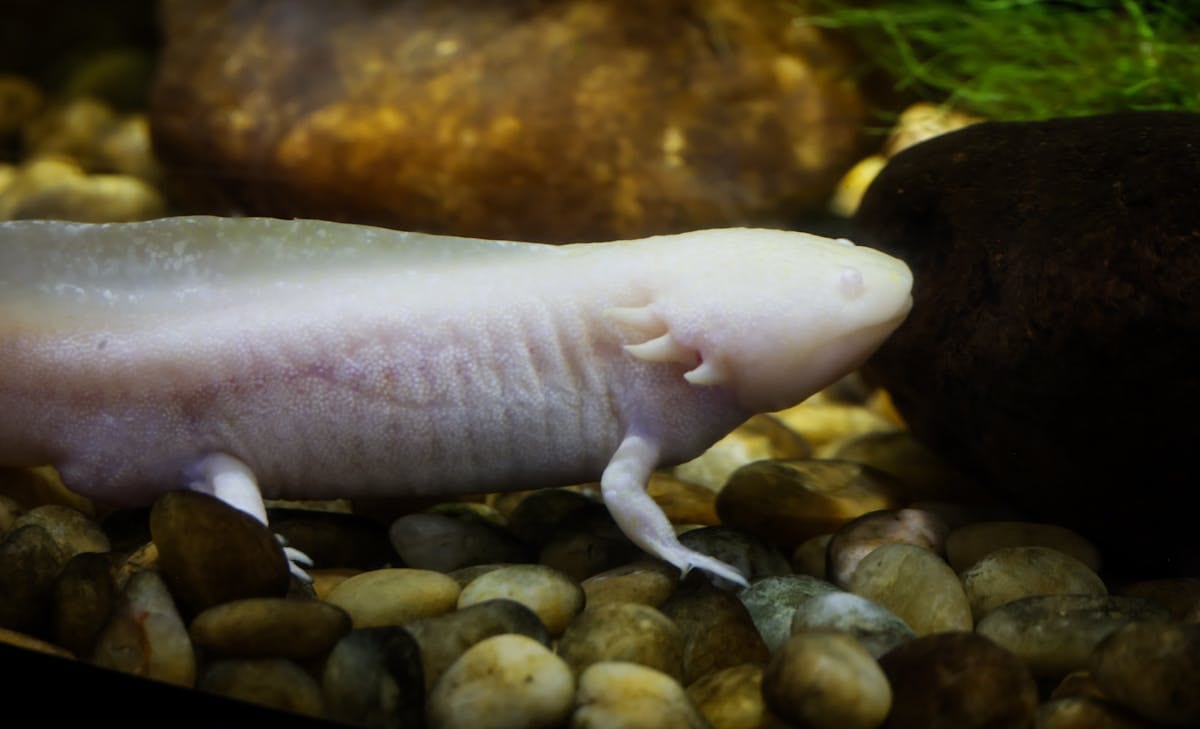 An axolotl in an aquarium, its feathery external gill plumes and pale skin visible