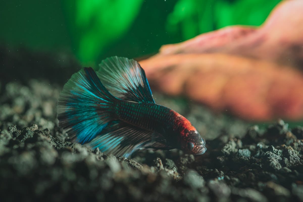 A betta fish in a planted aquarium, fins displayed, vibrant color