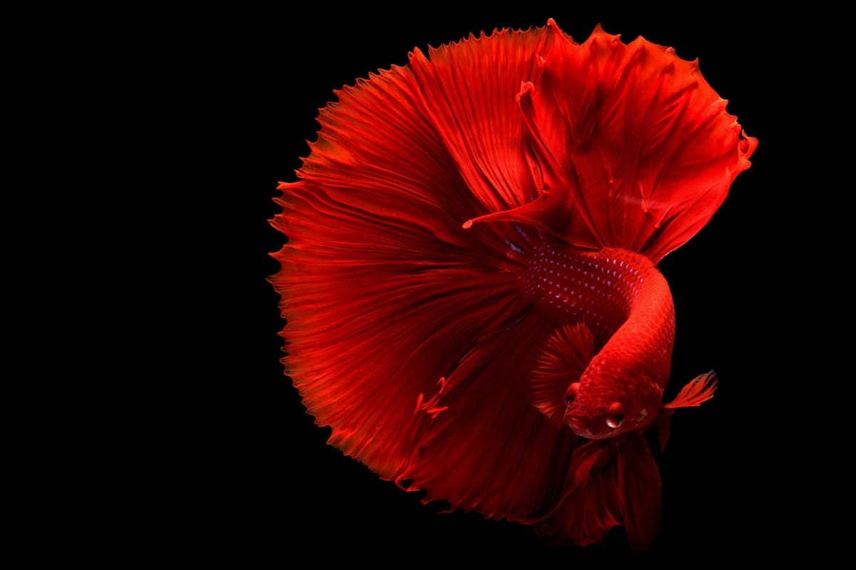 Betta fish showing natural colors