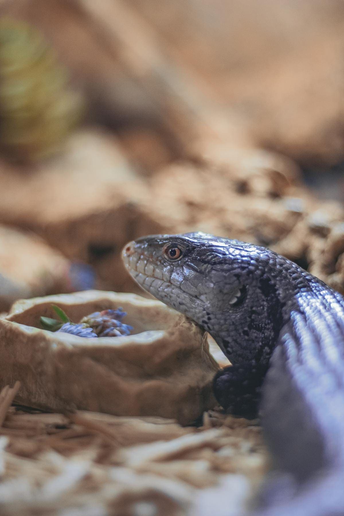 Blue-tongued skink in enclosure showing textured scales and body proportions