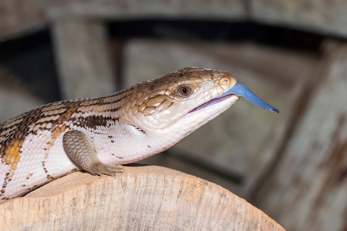 Blue-tongued lizard displaying its distinctive vivid blue tongue with mouth open