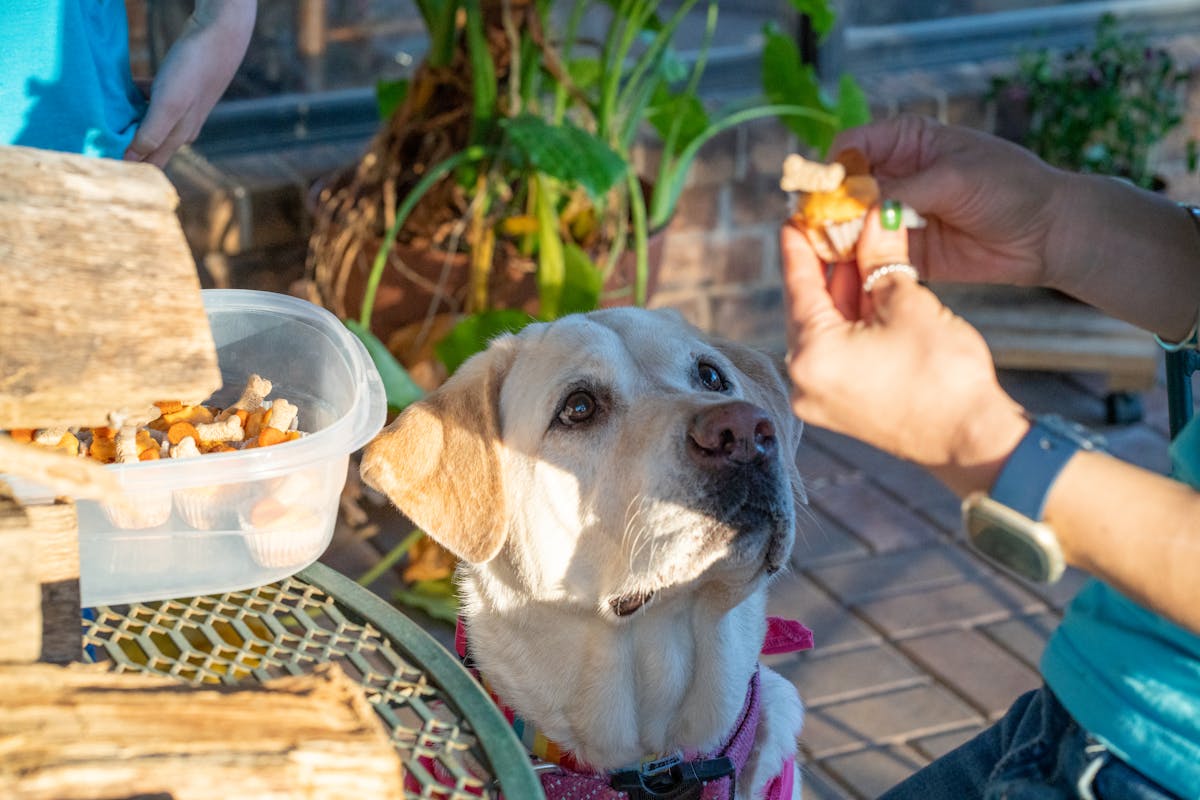 Yellow Labrador Retriever eagerly waiting for a treat from a woman outdoors