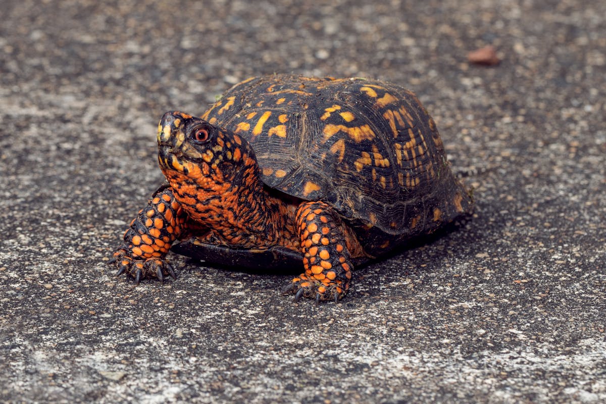 Eastern box turtle Terrapene carolina carolina close-up on sunny day showing orange and brown shell pattern