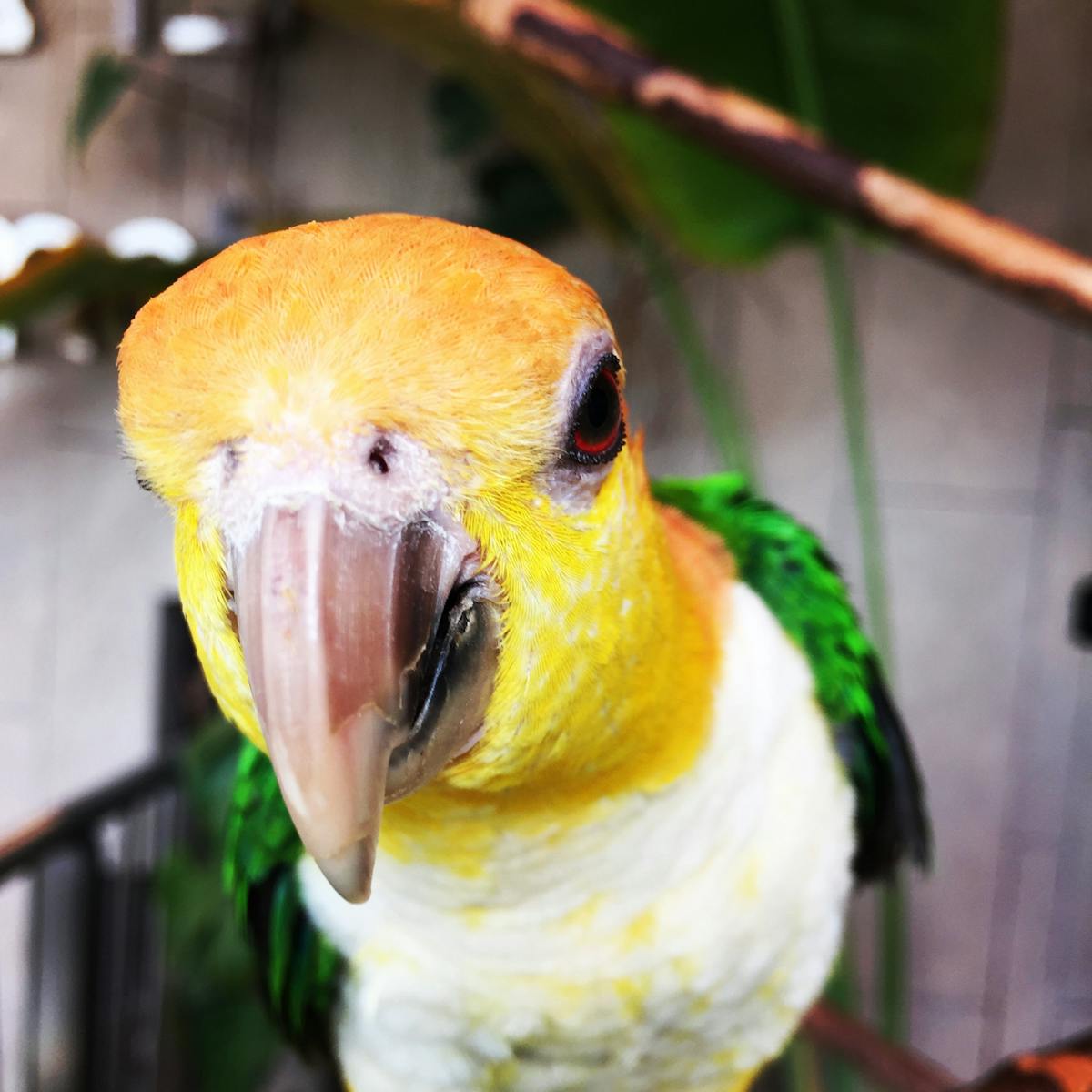 Caique parrot Pionites species showing vibrant orange and yellow head and green wing coloring
