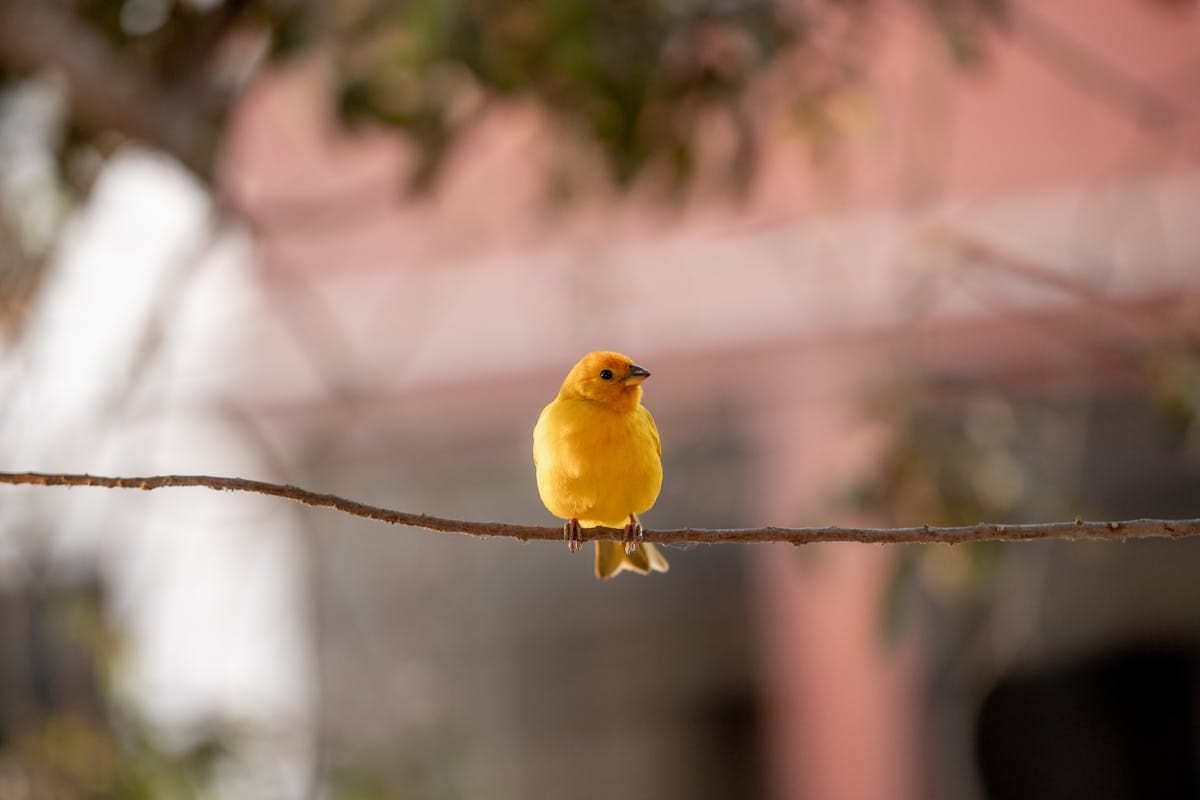 Bright yellow canary perched in sharp focus