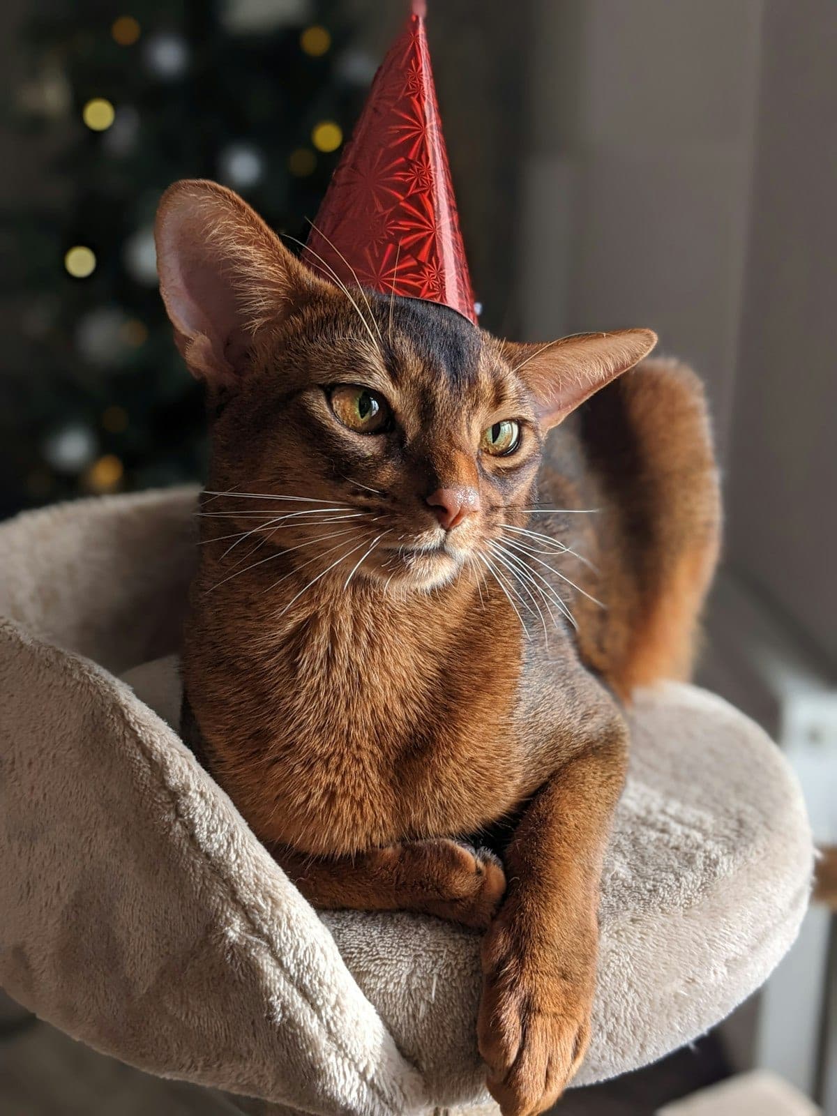Cat in a birthday celebration setup