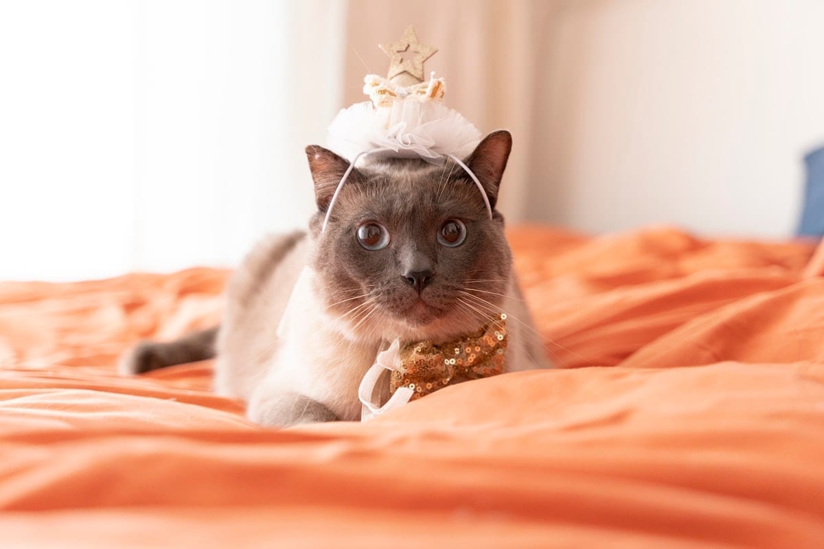 Orange cat wearing a tiara lying on a bed