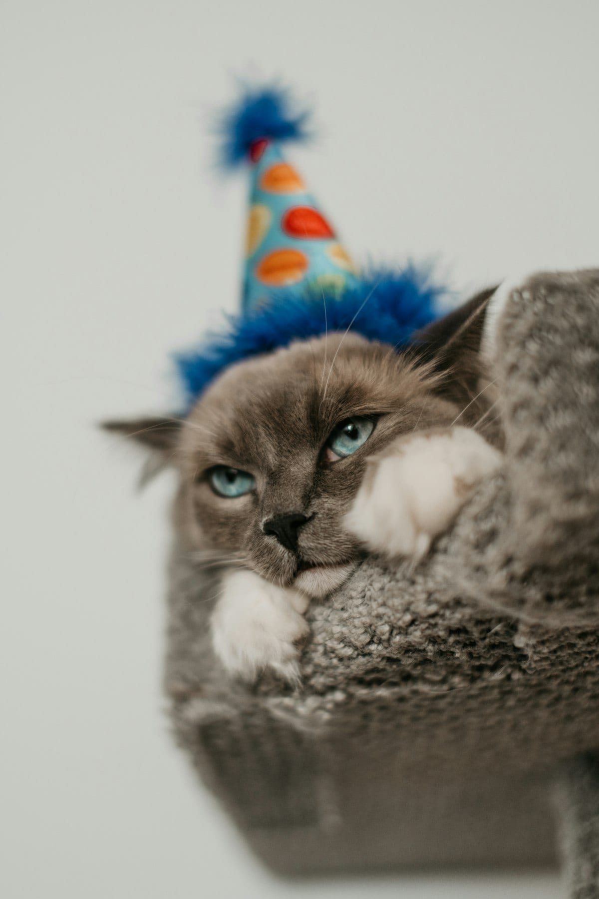 A cat wearing a small birthday hat sitting near party decorations