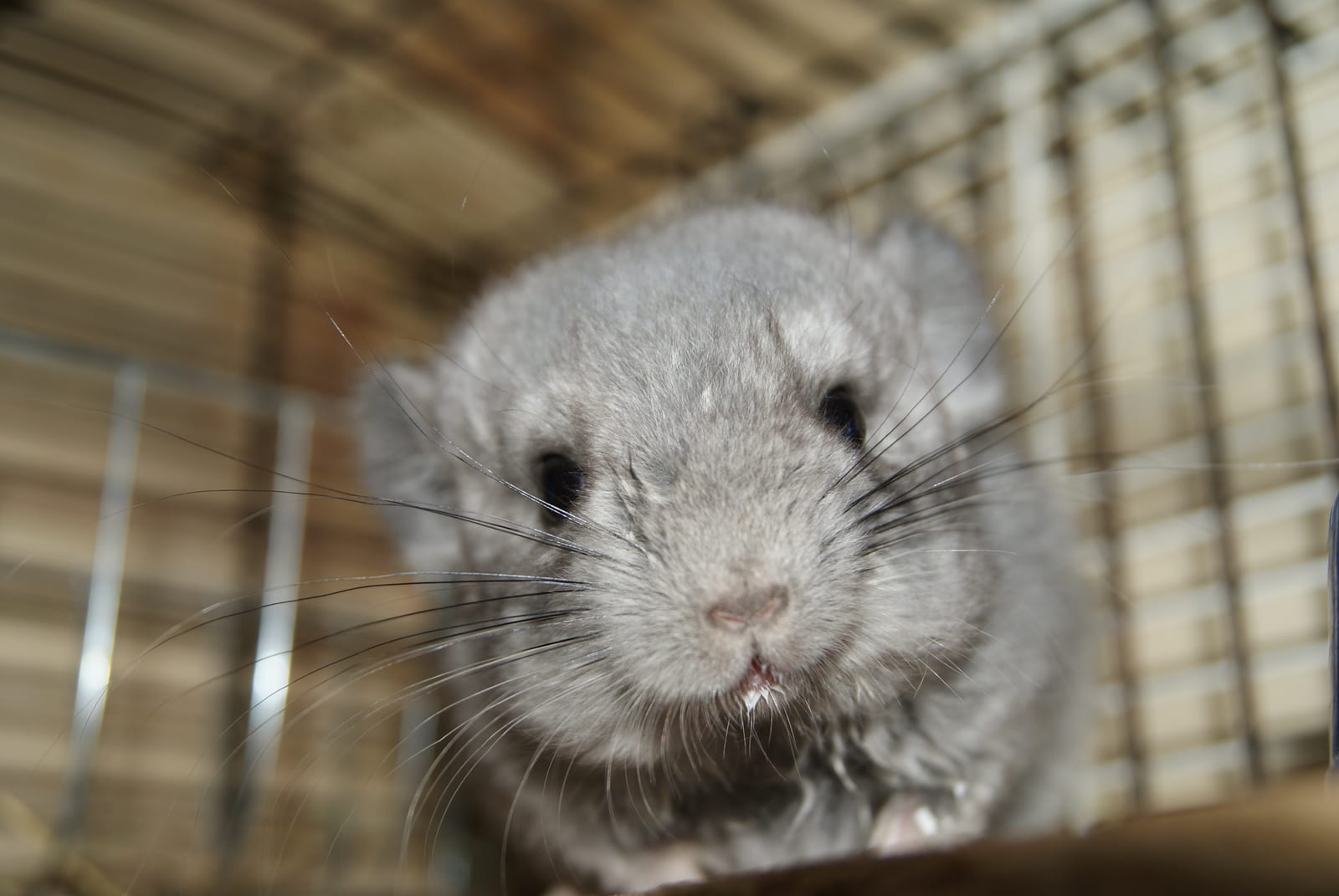 Young chinchilla named Lisa at two months old, soft gray fur prominent
