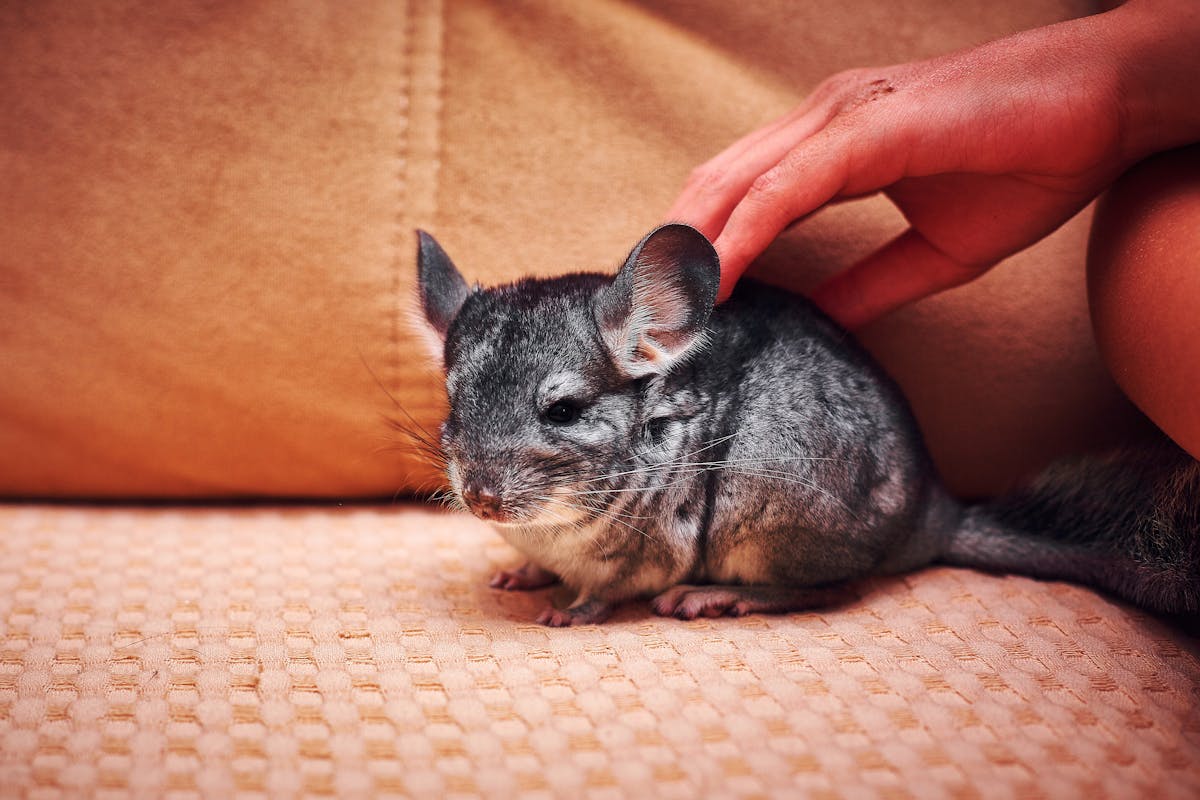 Gray chinchilla sitting on wooden platform in wildlife park setting