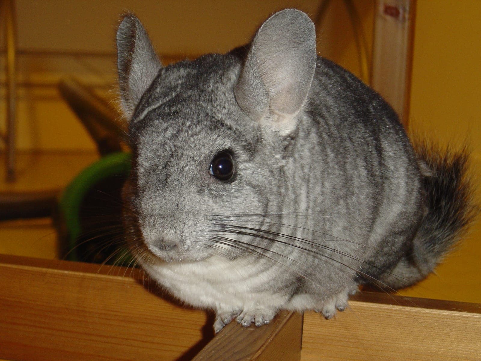 Gray domestic chinchilla sitting on a surface, soft fur visible