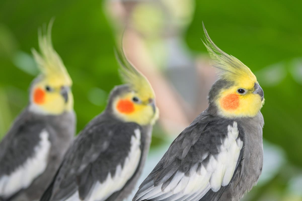 Yellow cockatiel perched and looking to the side, full body in focus
