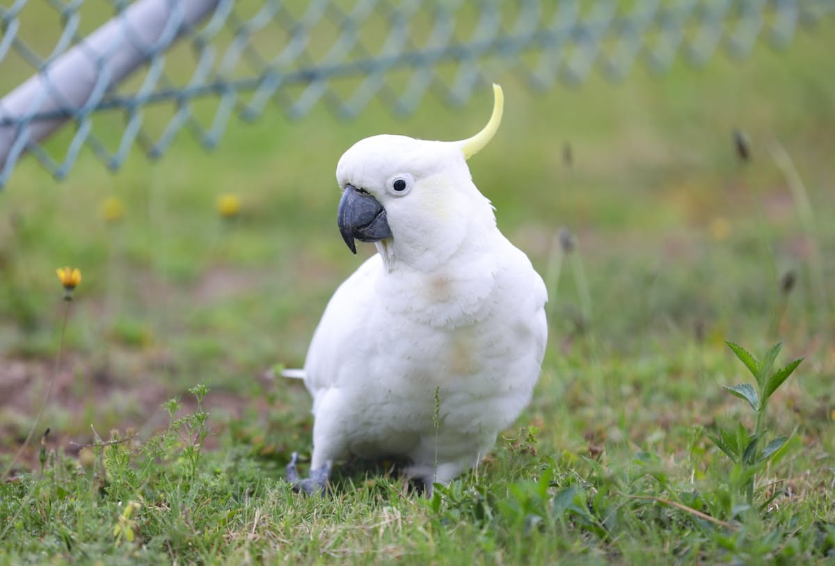 White sulphur-crested cockatoo standing on grass outdoors with yellow crest visible