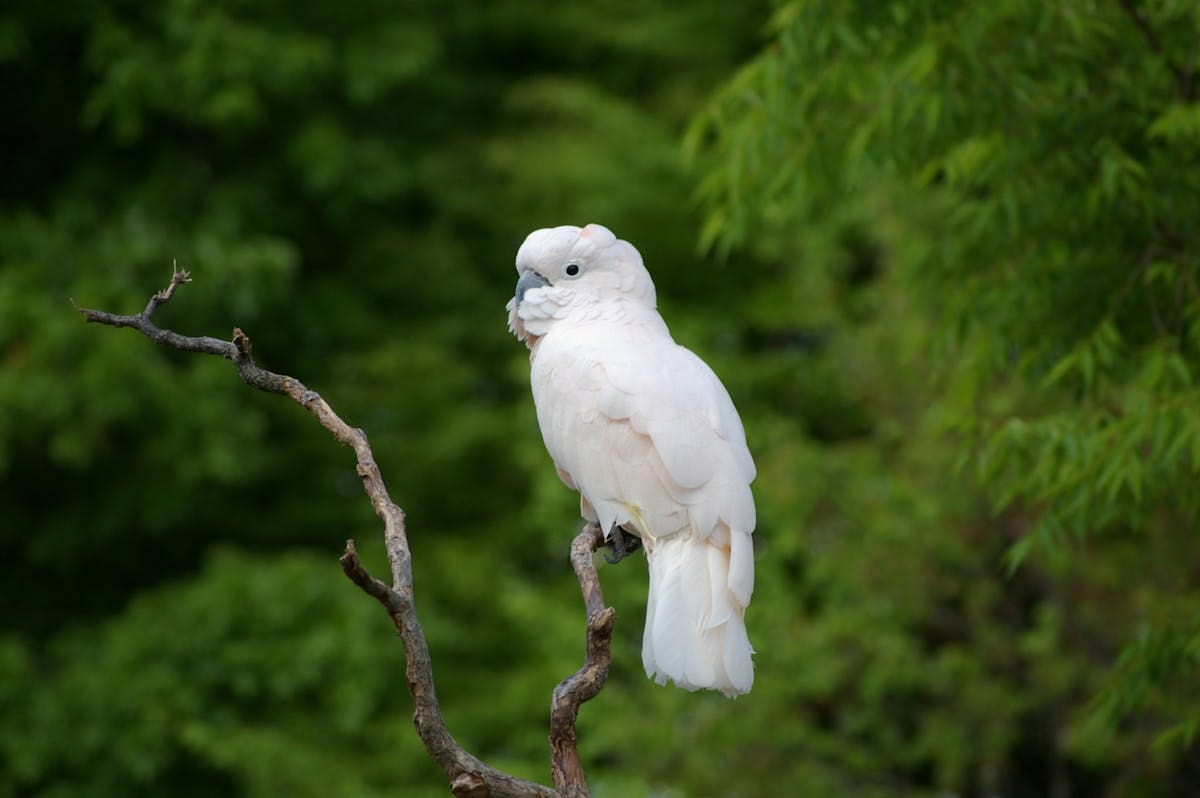 White cockatoo perched on tree branch with crest visible in natural outdoor setting