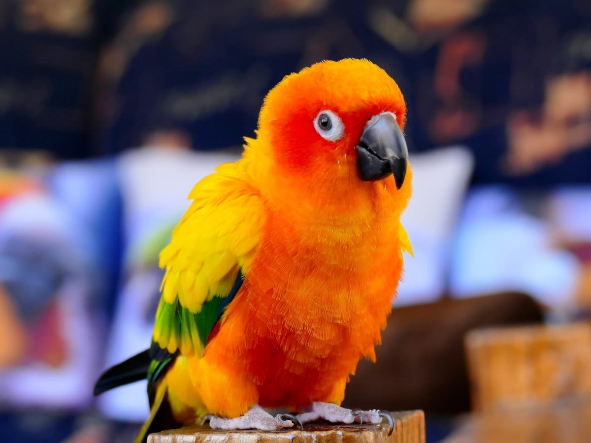 Sun conure vibrant orange and yellow small parrot perched showing brilliant coloring