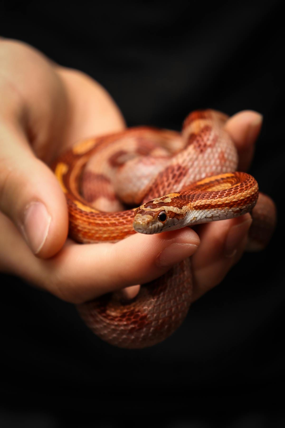 Corn snake showing natural coloring