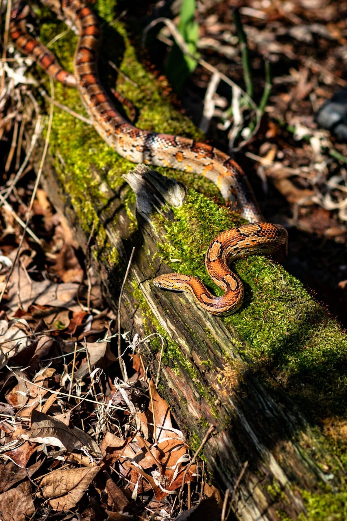 Brown and red corn snake on fallen tree with moss in natural outdoor setting