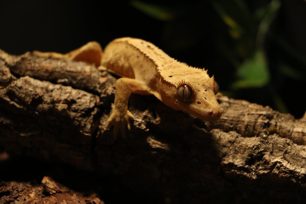 Crested gecko showing characteristic spotted pattern and texture on natural surface