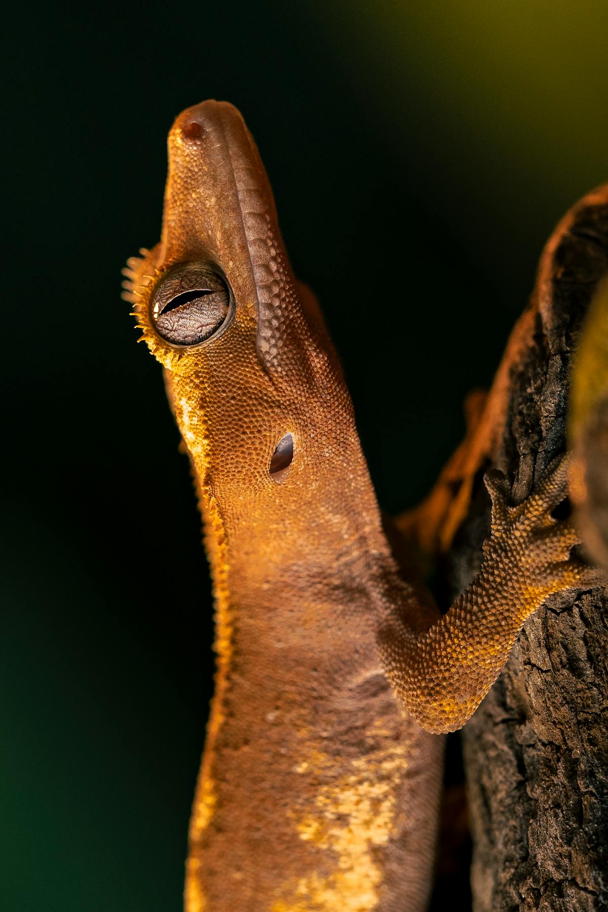 A crested gecko on a branch, its distinctive eyelash crests and large eyes clearly visible