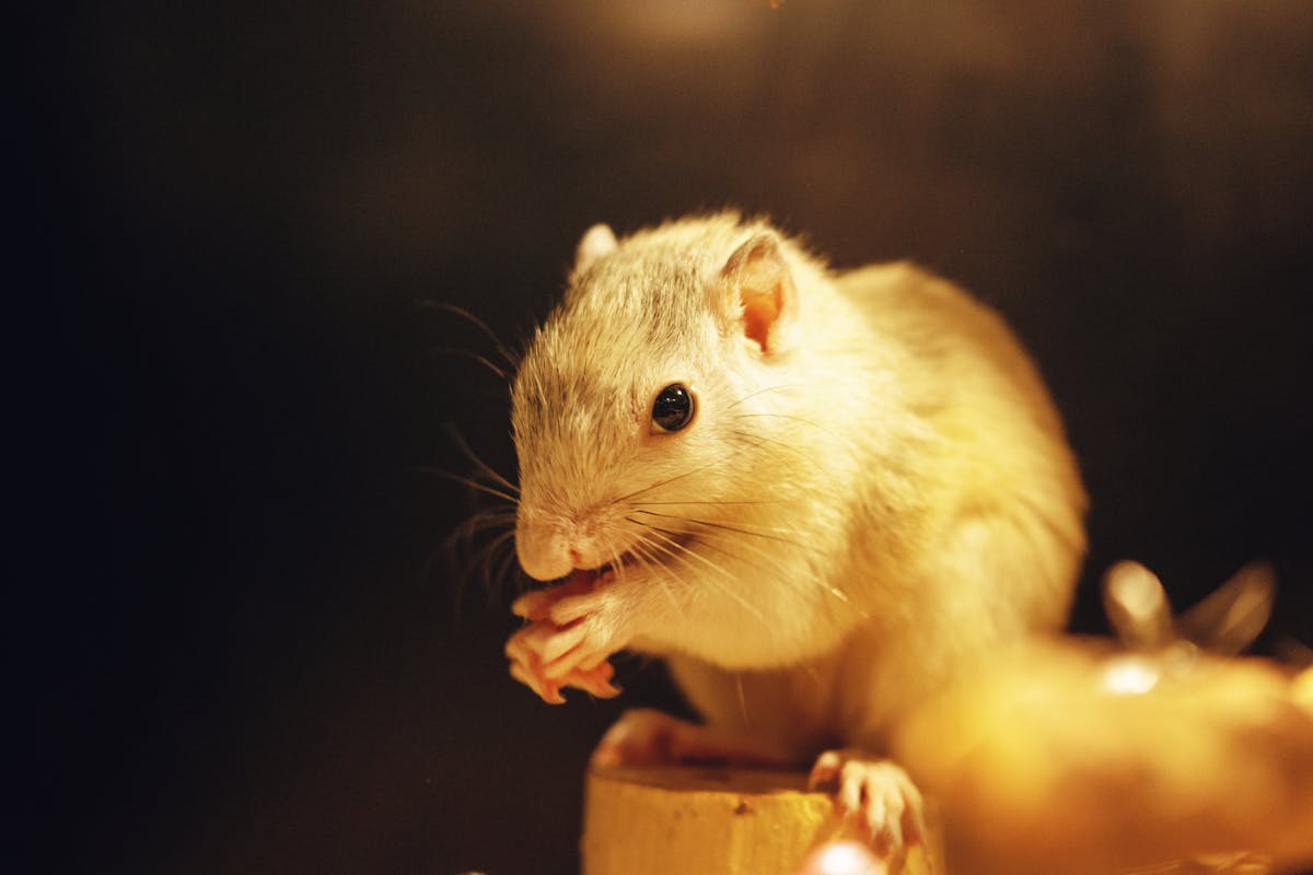 Close-up of a degu's face showing prominent whiskers and alert eyes