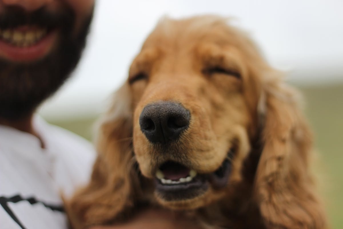 Smiling Golden Retriever enjoying a sunny day outdoors with owner