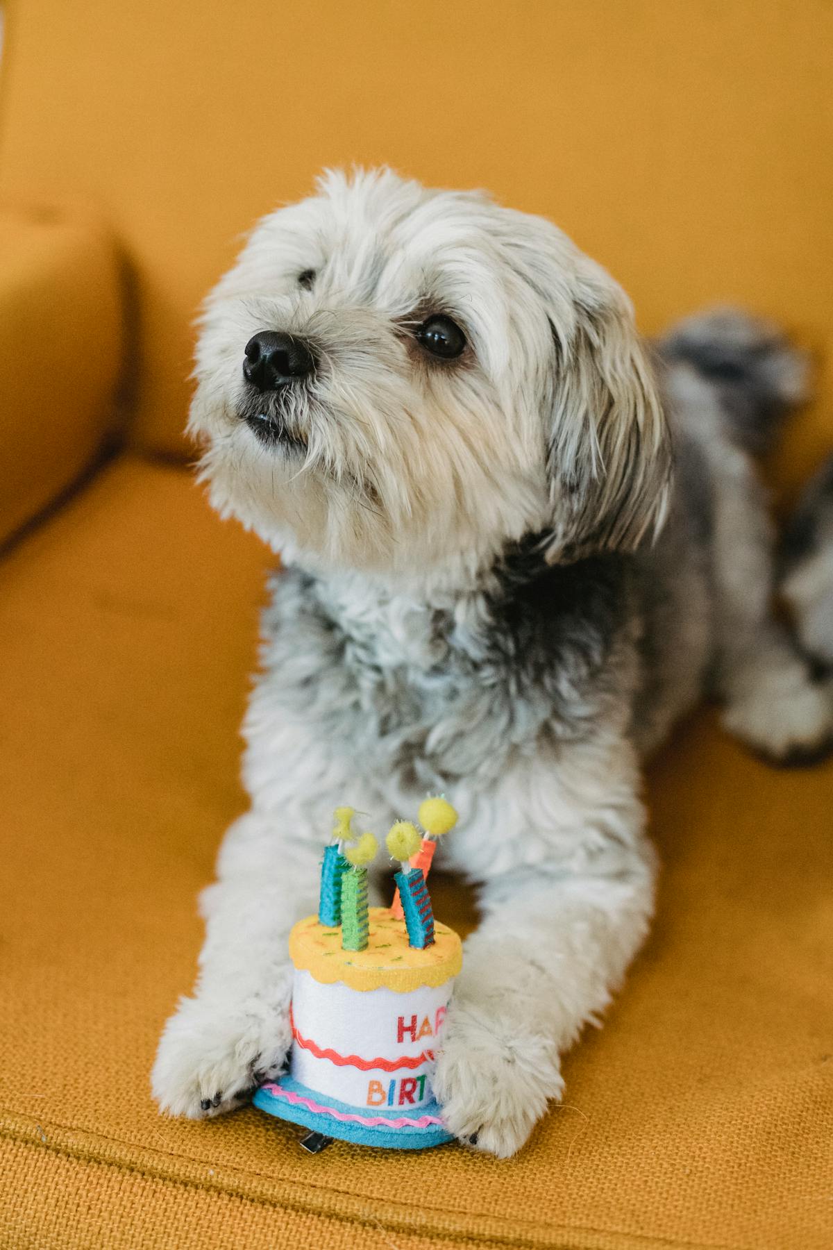 A homemade dog birthday cake with safe pet-friendly ingredients
