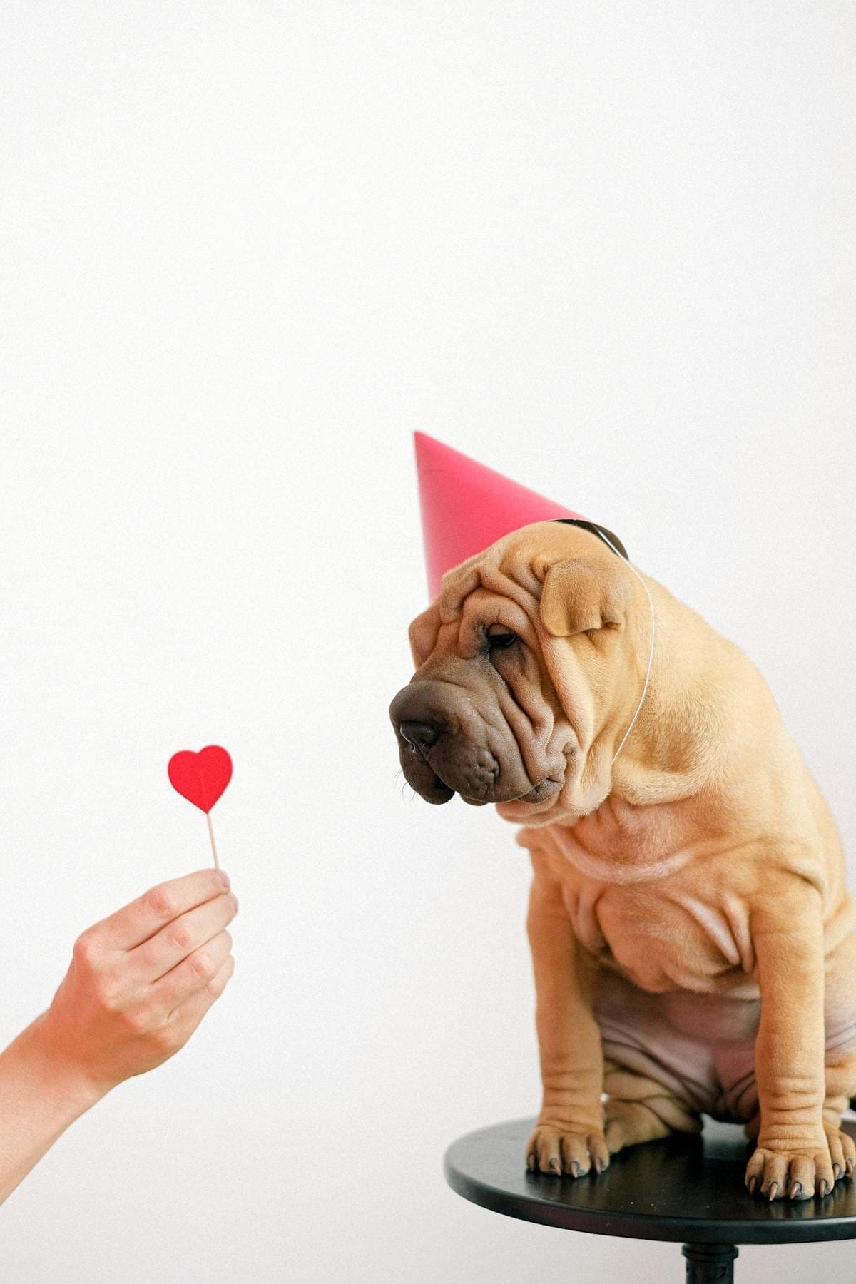 Party hat with colorful polka dots and elastic chin strap sitting next to dog treats on a wooden table