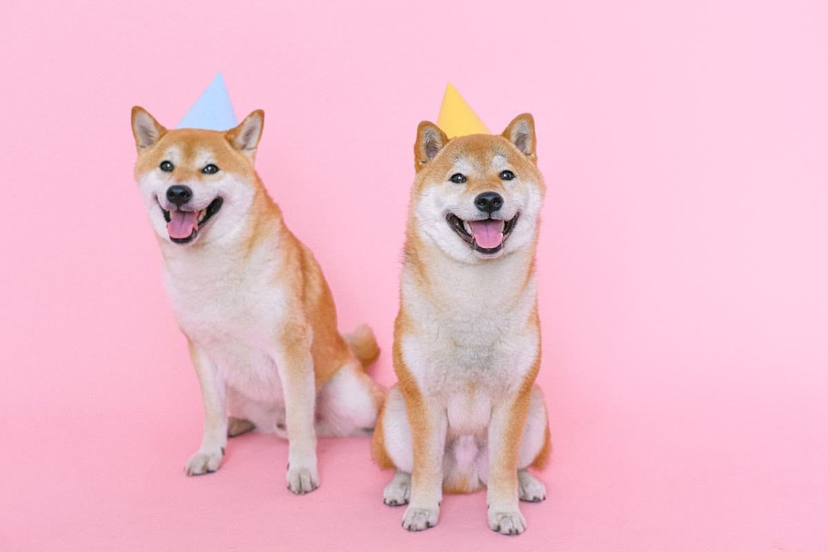 Two Shiba Inu dogs wearing party hats posed against a pink background