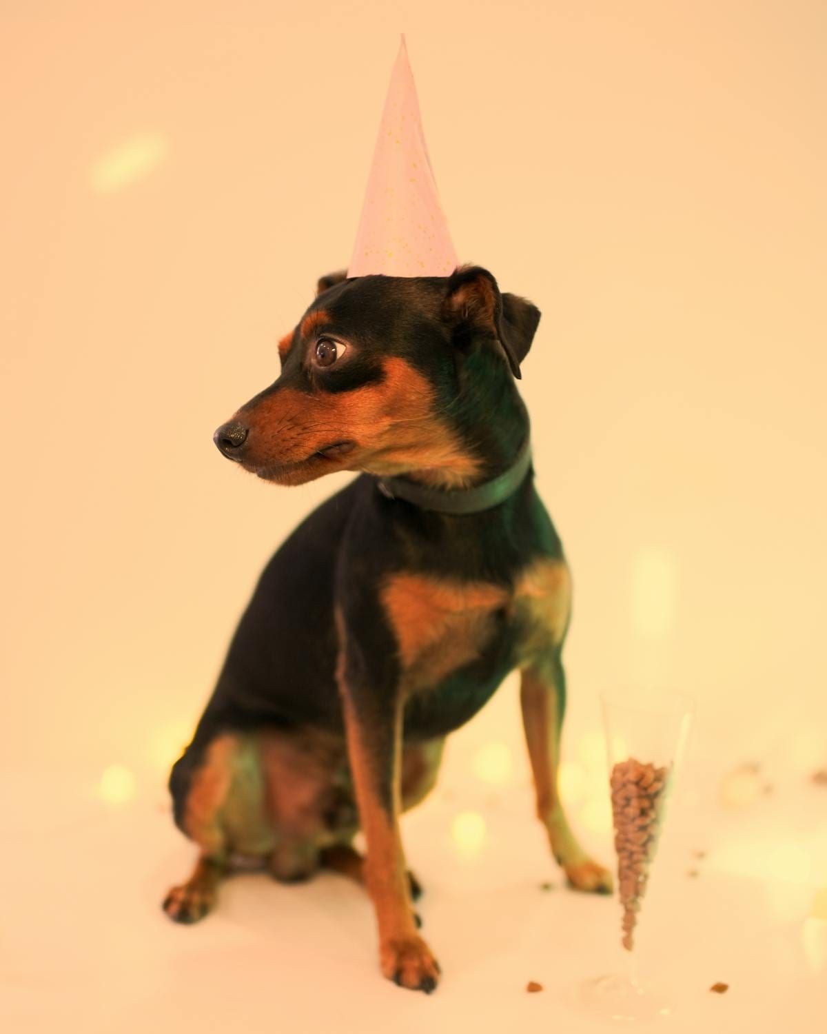 Small dog wearing a party hat posing indoors with festive ambiance
