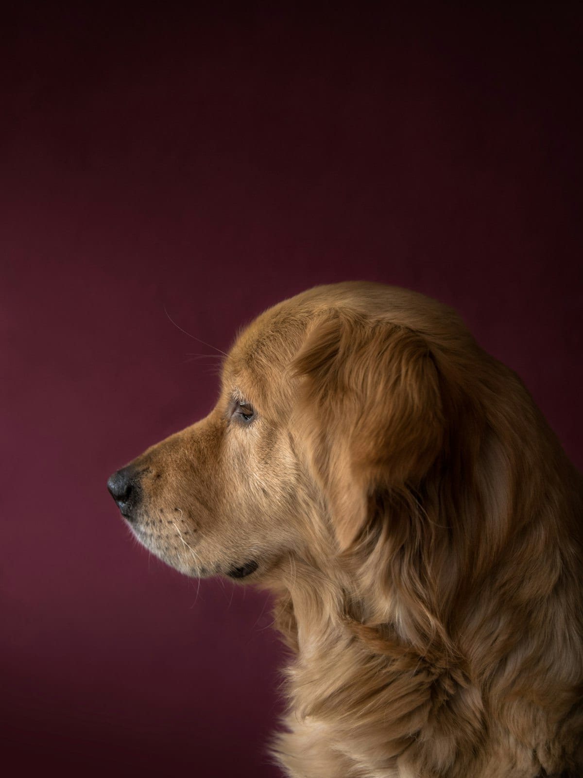 A dog sitting attentively near a simple birthday treat setup