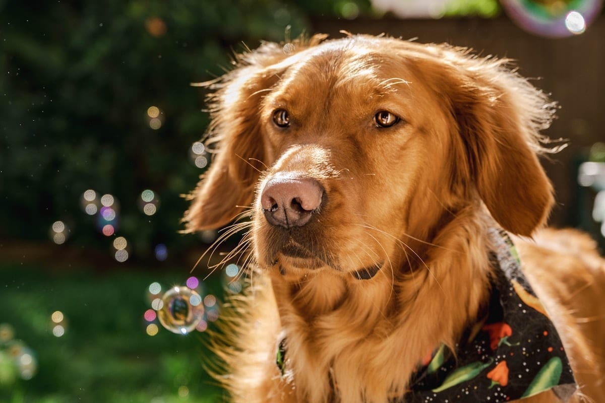 Golden retriever wearing a birthday bandana looking at the camera