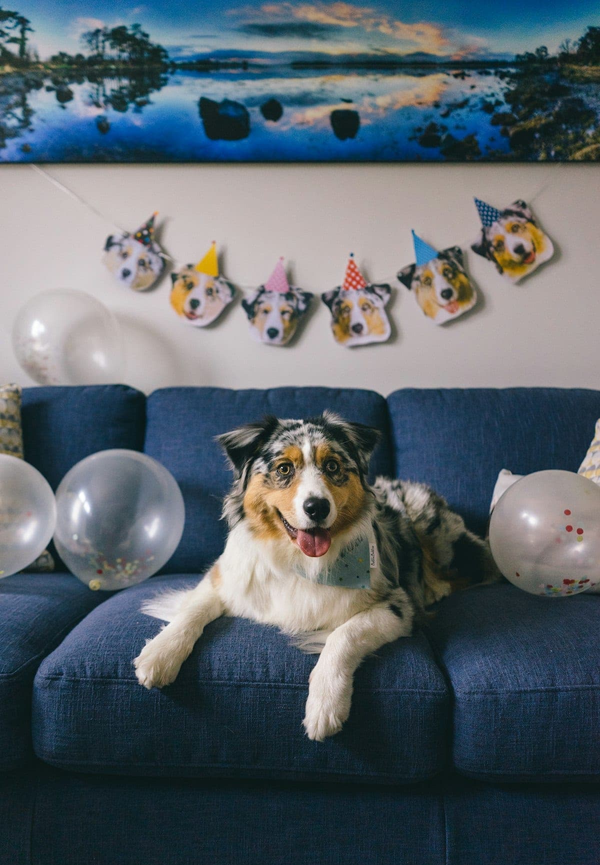 Australian Shepherd sitting on a blue couch surrounded by balloons and a custom birthday banner