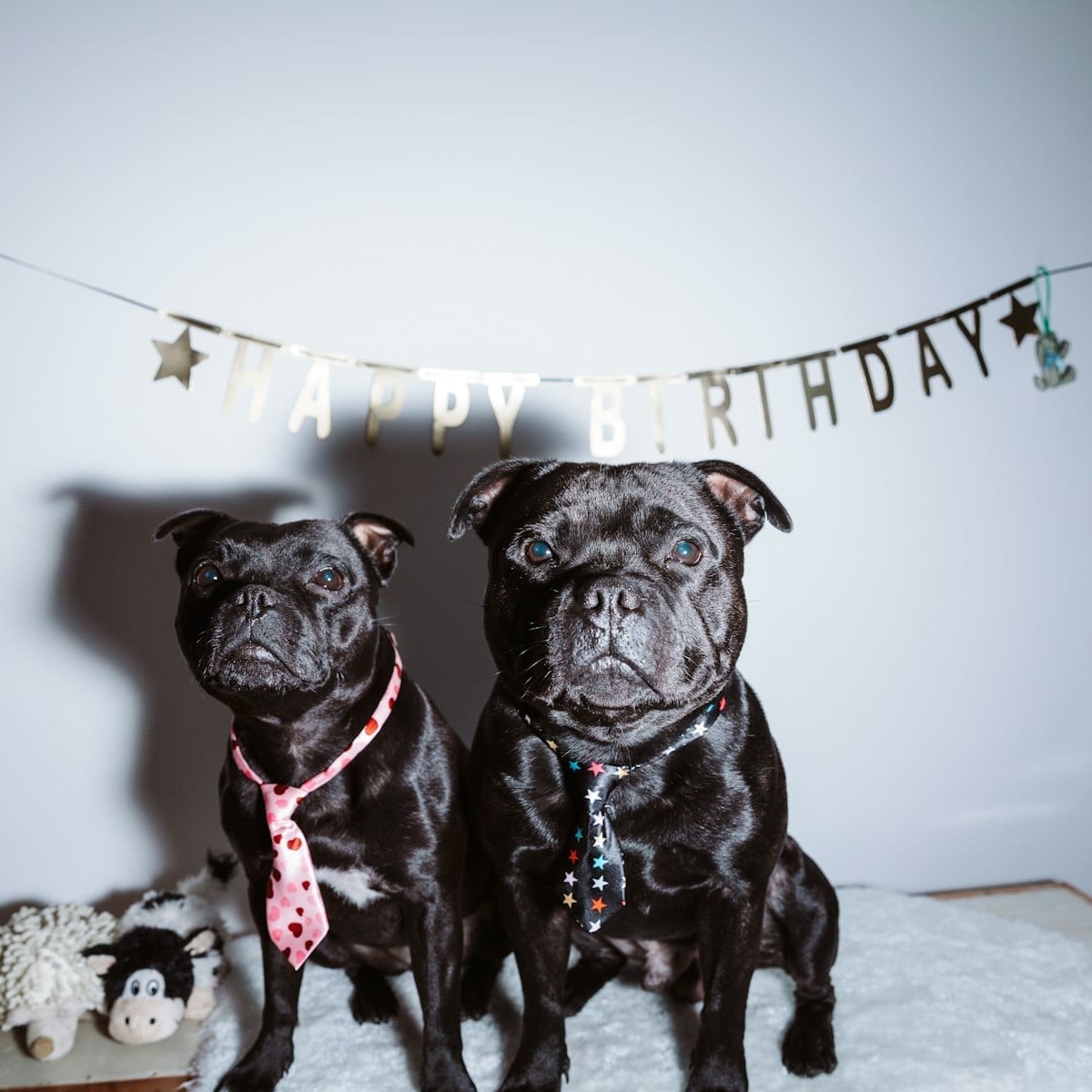 Two black pugs sitting on a bed with a happy birthday banner