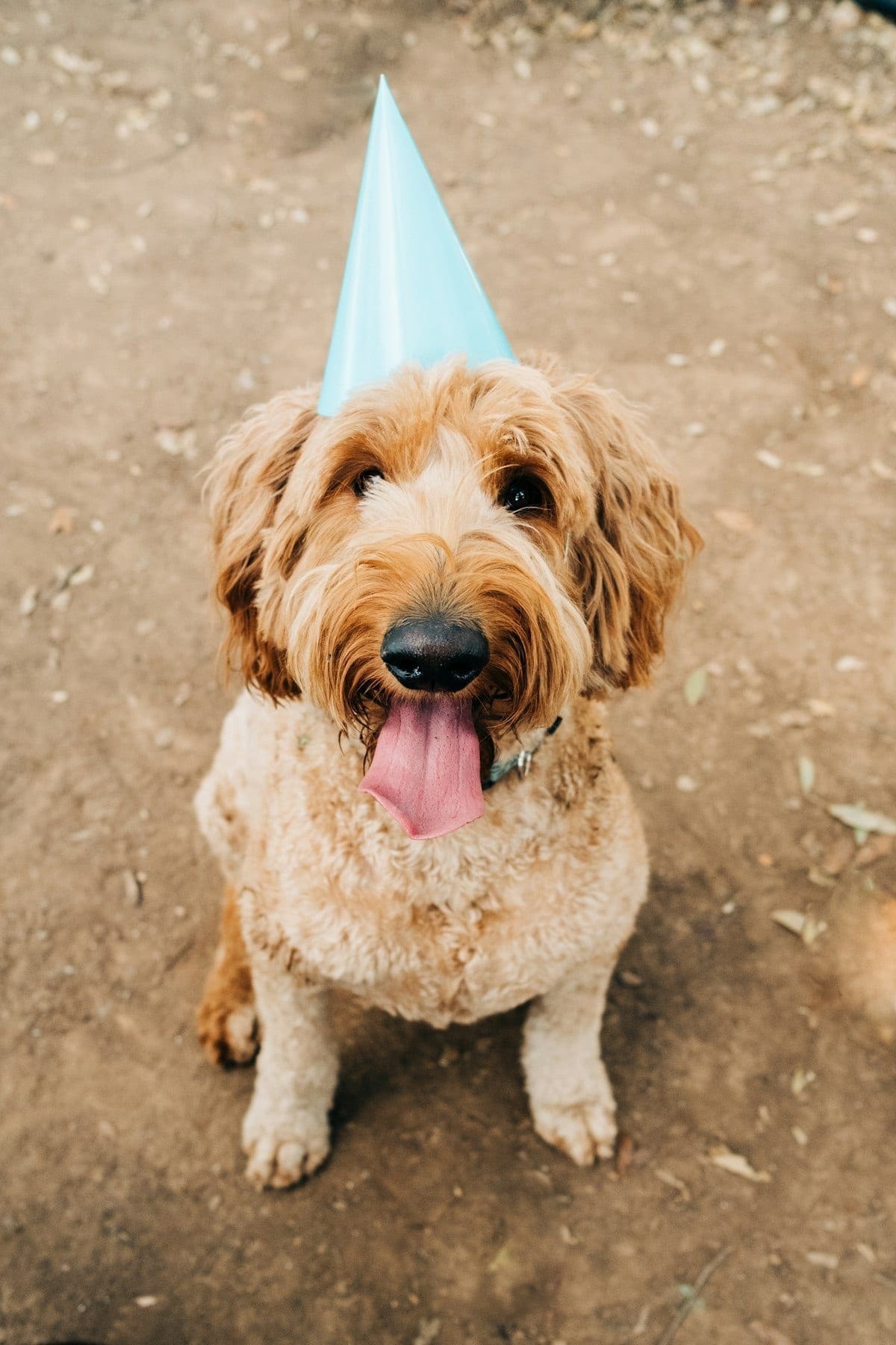 A golden dog at a decorated birthday party setup
