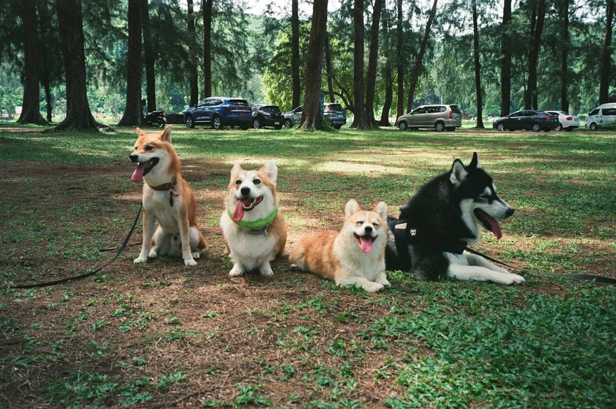 Dogs in a park with owners on leash, maintaining distance while getting comfortable with each other