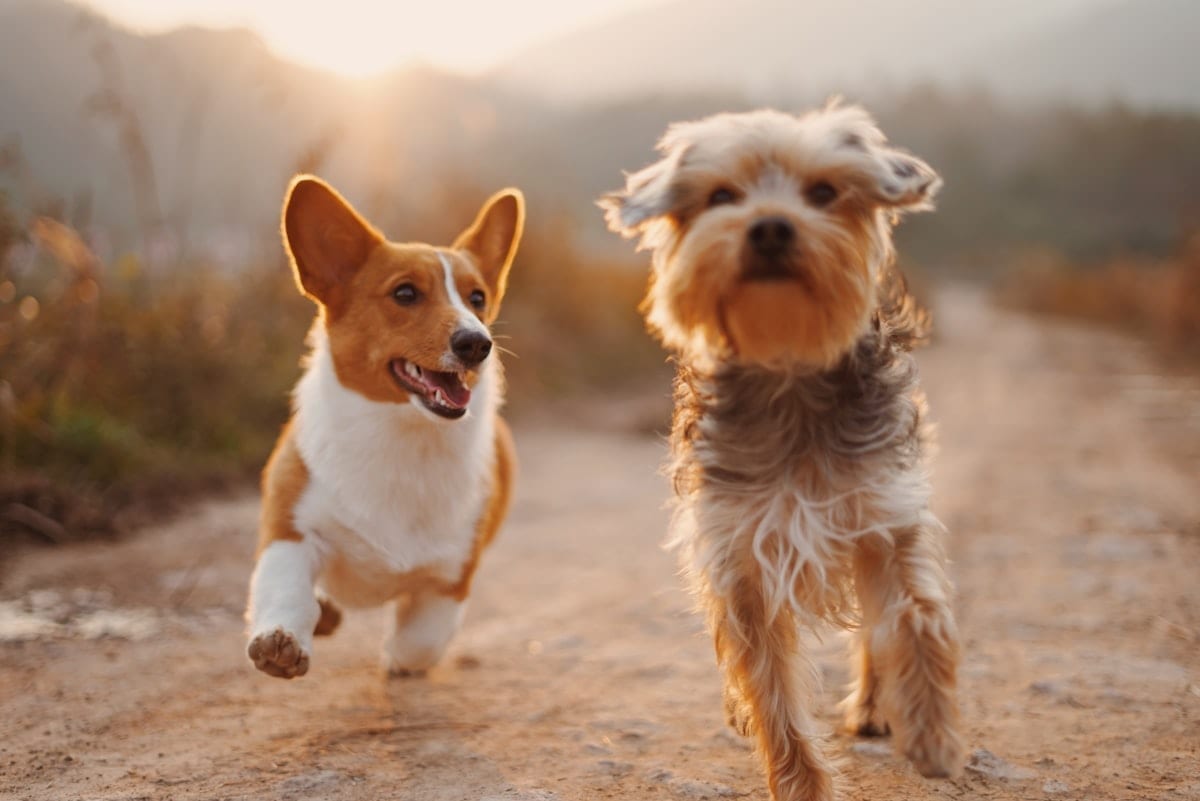 Two brown and white dogs running together down a dirt road