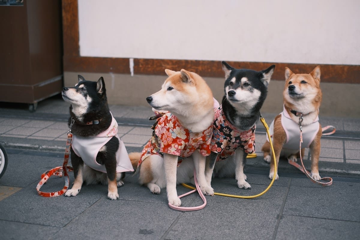 Group of four dogs sitting next to each other