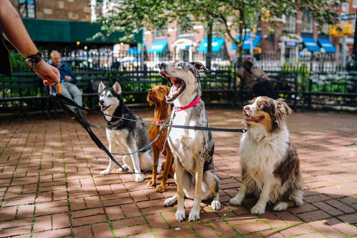 Two dogs meeting on leash in a park, sniffing each other calmly with handlers nearby